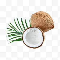 椰子食品圆形植物