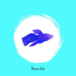 动物喂养图片_带切割线的水族馆 Betta 鱼海报。