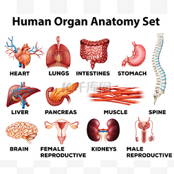 人体器官卡通图片_人体器官解剖集