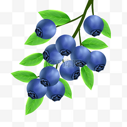 蓝莓树莓莓果