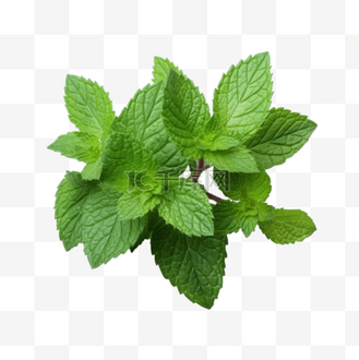 夏季清凉绿色薄荷叶