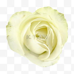 杂交玫瑰图片_求爱鲜花白玫瑰