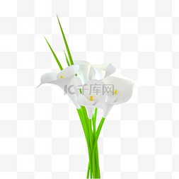 白色花朵花卉3D立体