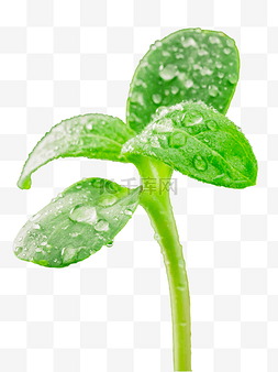 发芽的绿叶图片_发芽的绿植植物