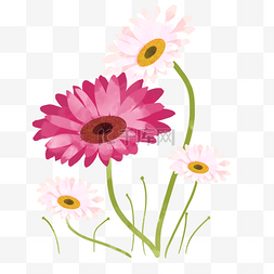 粉色植物花框图片_诞生花日本十月生日花非洲菊