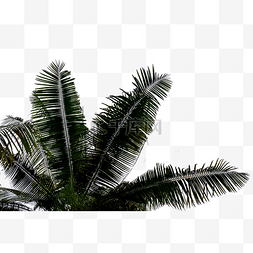 椰子树绿植叶子