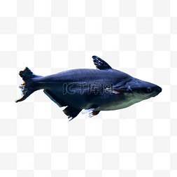 海底黑色斧头鲨
