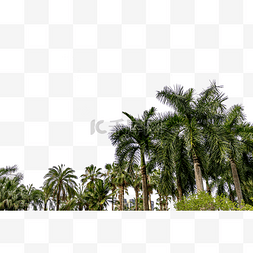 椰子树素材图片_椰子树绿植