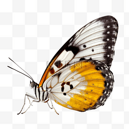 卡通手绘昆虫图片_卡通手绘昆虫蝴蝶