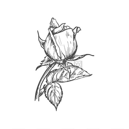 布纹编织线图片_玫瑰花蕾孤立的素描花矢量开花植