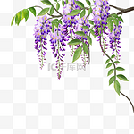 紫藤花水彩花卉爬藤叶子