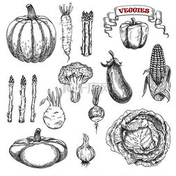 成熟秋季蔬菜的老式草图，包括卷