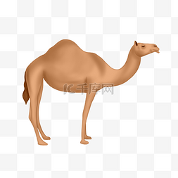 骆驼驼峰图片_写实骆驼动物