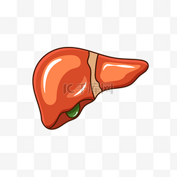 肝脏的图片_肝脏胆囊正面观肝剪贴画