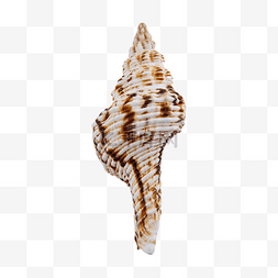 海螺摄影图动物装扮