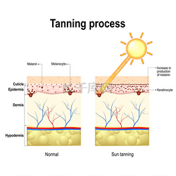 太阳光线图片_鞣制过程。皮肤。人体解剖学