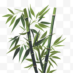 竹子竹叶植物手绘