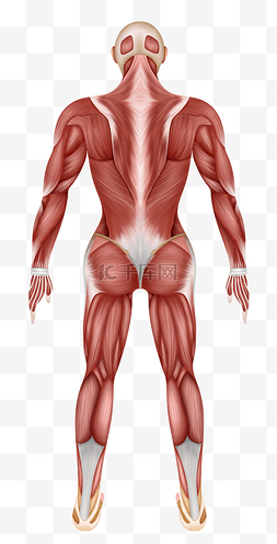 皮肤组织表层图片_人体医疗组织器官人体背面