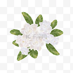 栀子花图片_栀子花白色水彩花朵与绿叶