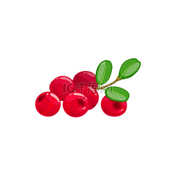 林果莓浆果来自农场花园和野生森
