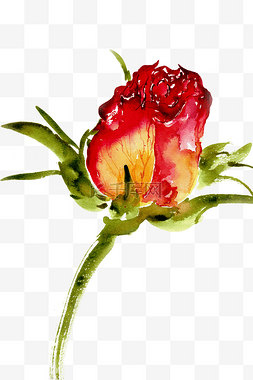 水墨画玫瑰图片_鲜艳的玫瑰