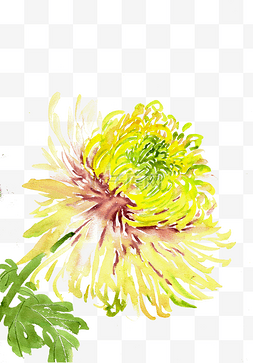 黄色的菊花图片_黄色的菊花