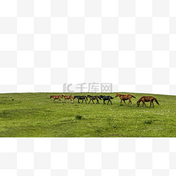 草原马匹图片_高山牧场马匹