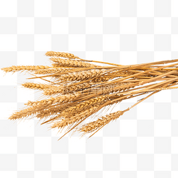 农作物图片_小麦麦穗