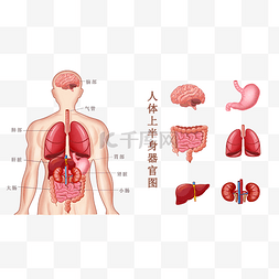 胃胃图片_人体上半身器官