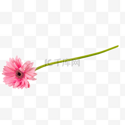 弗朗菊花花束