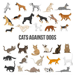 狗矢量插图图片_犬和猫的品种组合白色背景上不同