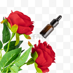 玫瑰花鲜花护理