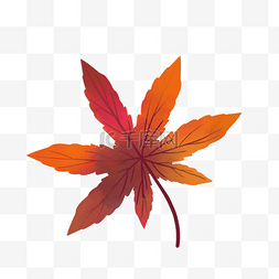 秋天红色枫叶植物树叶叶子