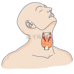 甲状腺卡通图片_在人体内的甲状腺