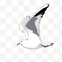 海鸥白色图片_海洋高飞海鸥剪贴画