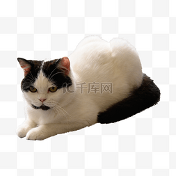 宠物用品素材图片_温顺白色猫咪