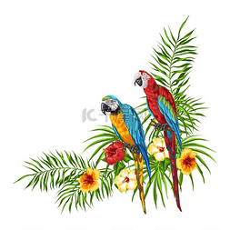 鹦鹉的热带背景棕榈叶芙蓉花和珍