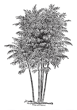 雕刻竹子图片_竹子是草的属, 其中大多数物种达