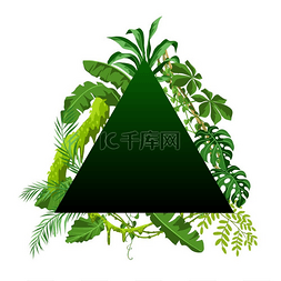 热带雨林棕榈图片_与丛林植物的背景。