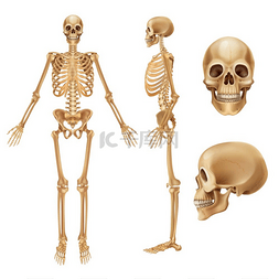 3d头骨图片_人体骨骼。