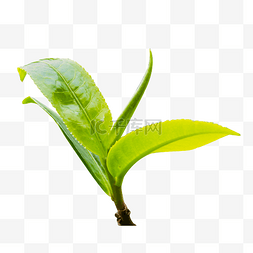 茶叶的字体图片_茶叶春季植物绿植