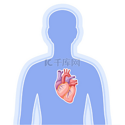 医疗保健和医学图片_心脏内部器官插图人体解剖学医疗