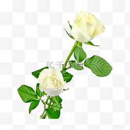 杂交玫瑰图片_蔷薇科花卉白玫瑰