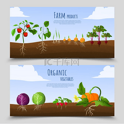 生长在土壤图片_健康食品横横幅健康食品横横幅上