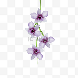 浅紫色花蕊兰花剪贴画
