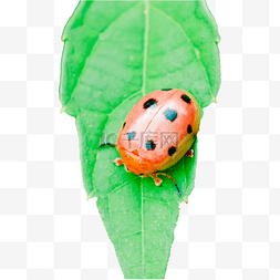 绿叶上的瓢虫摄影图夏天瓢虫