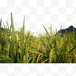 绿色的水稻图片_田间成熟的水稻