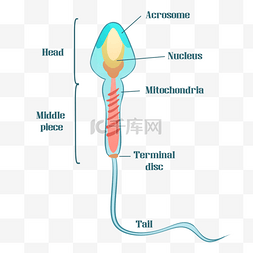 精子细胞生命科学生物学插图