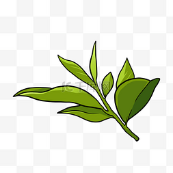 叶子茶植物图片绘画