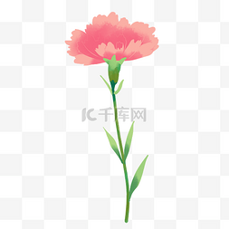 盛开的花枝图片_盛开的粉色康乃馨
